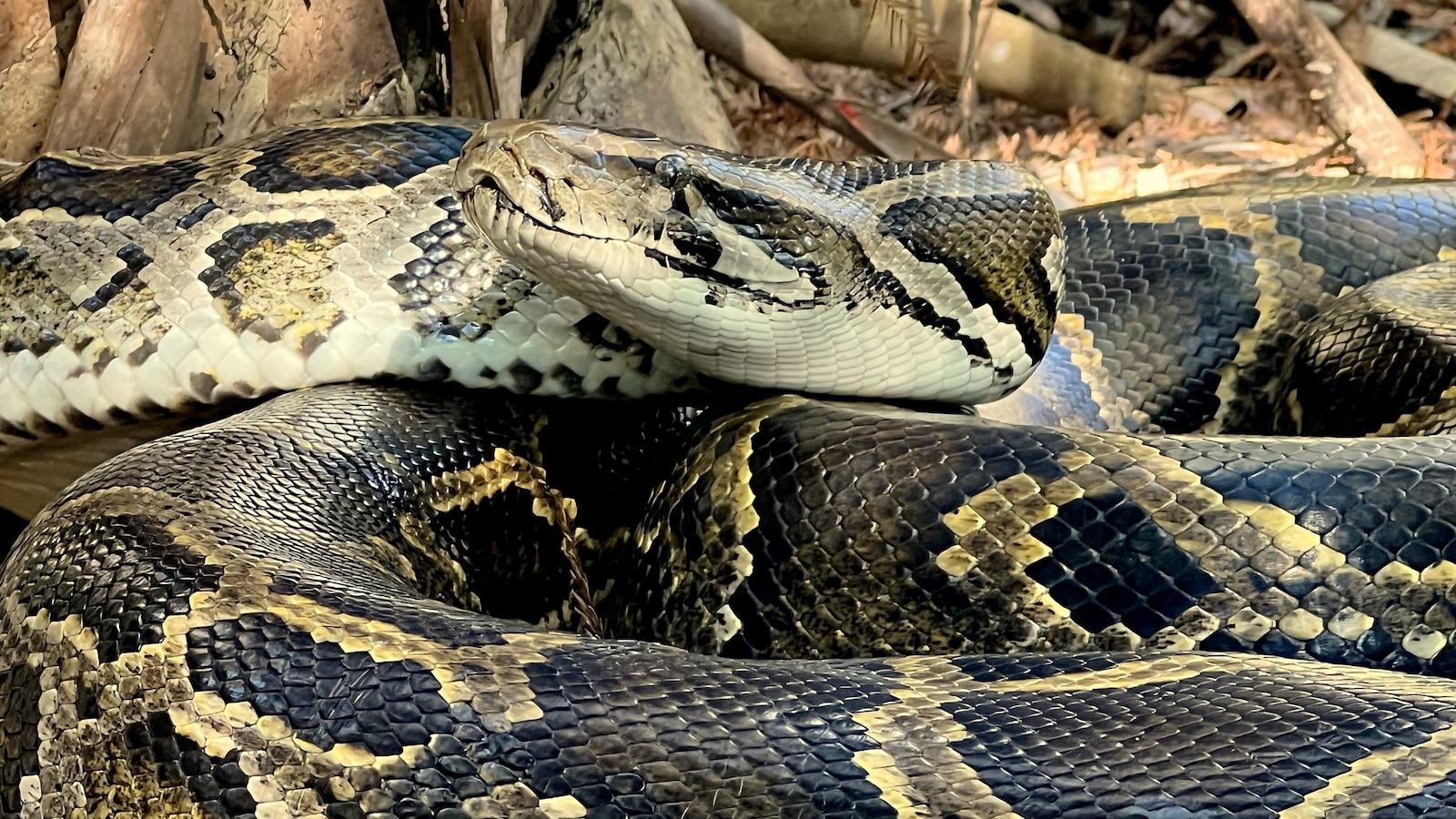 Burmese Pythons in Florida: A New Hot Spot Raises Alarms