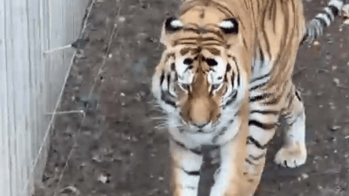Council launches health and safety investigation after fatal Yorkshire Wildlife Park tiger attack