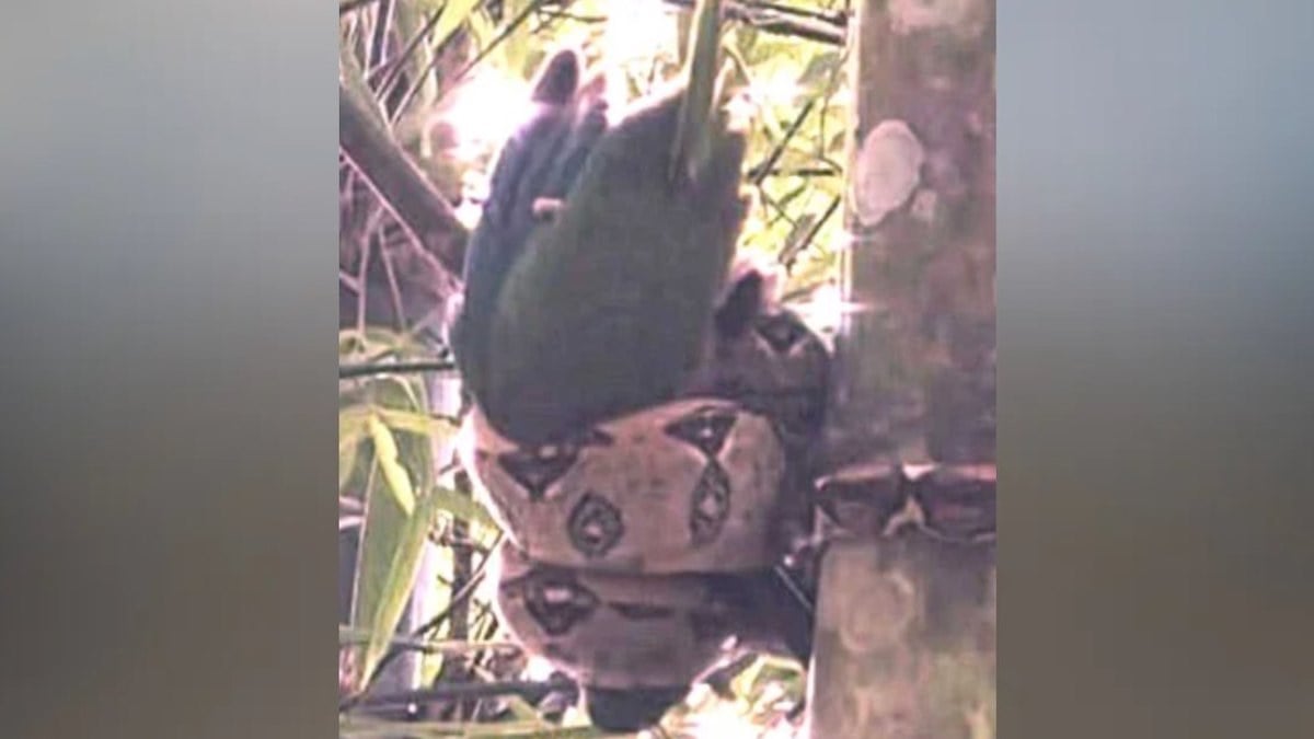 À Porto Rico, un biologiste coupe un bambou pour sauver un perroquet d’un boa invasif