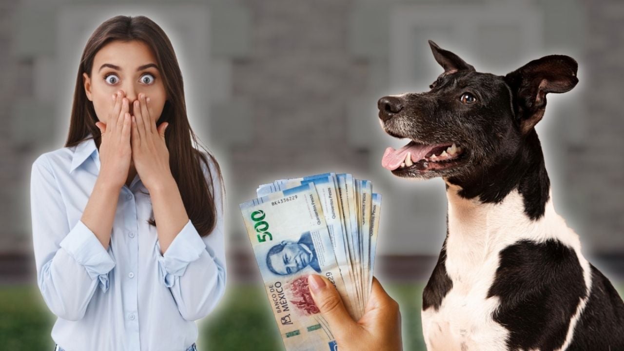 La nueva ley en España que multará a dueños de mascotas por esta razón