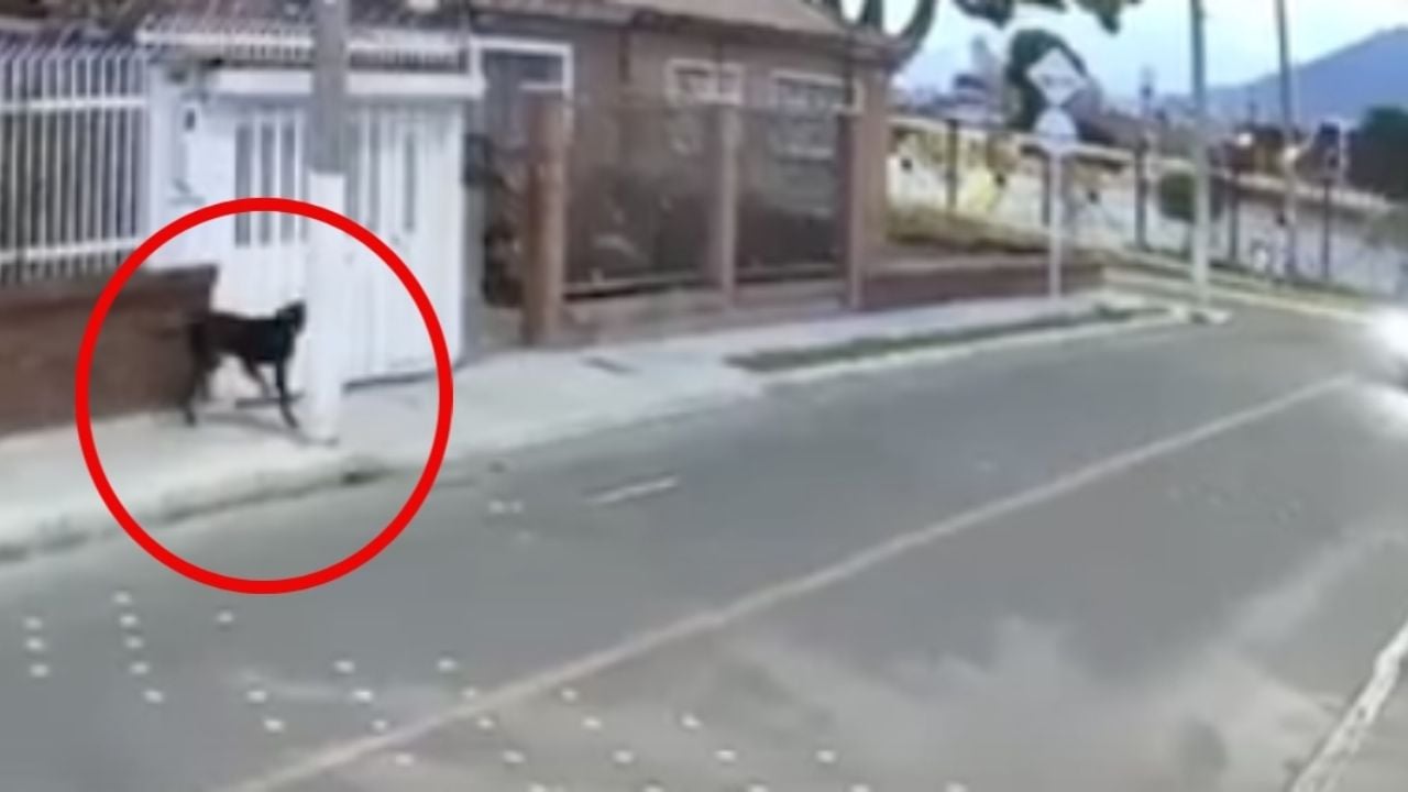 El héroe de cuatro patas: el valiente rescate de un perro que desafió a un asaltante