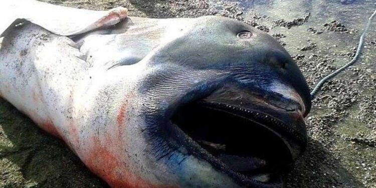 Rare Pregnant Megamouth Shark Found on Shore Sparks Scientific Interest