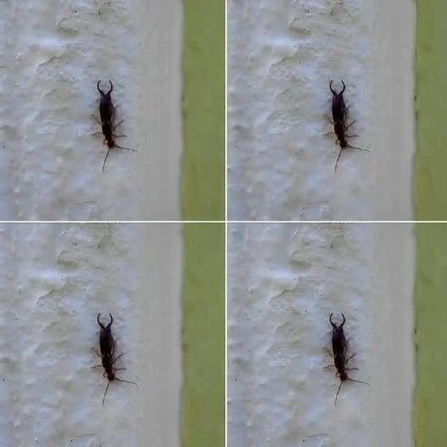 Why Finding This Insect in Your Home Should Raise Alarm