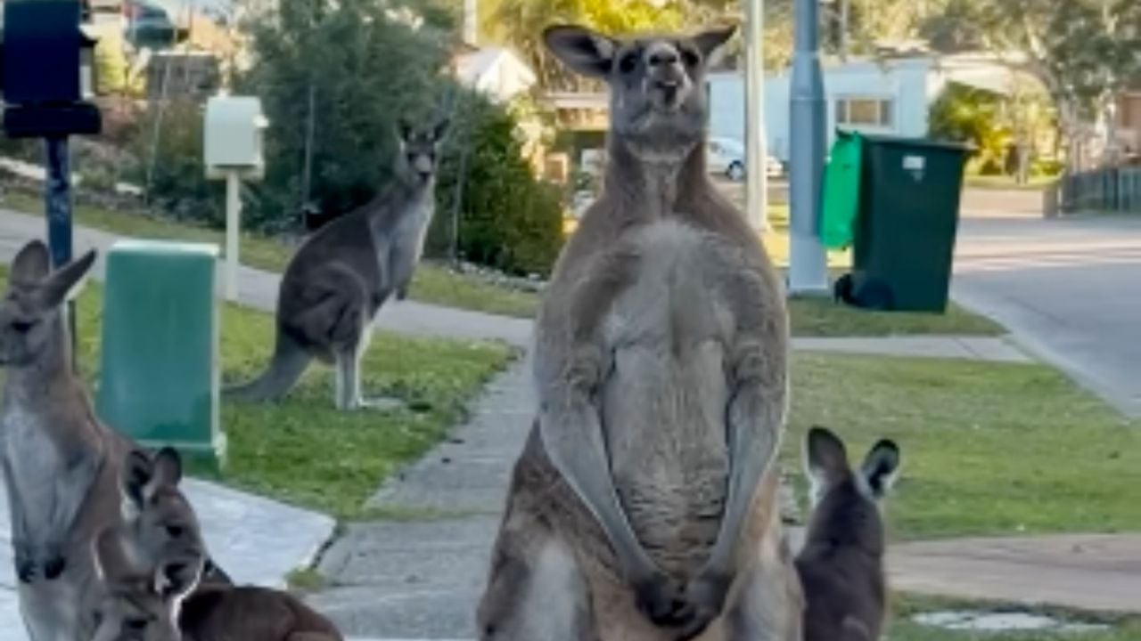 Canguro gigante se roba las miradas por su pose de vigilante