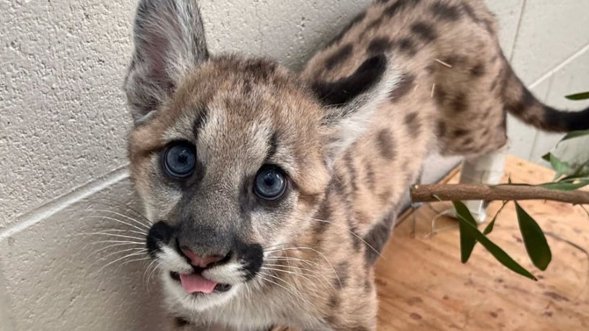 Amputé d’une patte, le jeune puma Crimson vivra définitivement dans un refuge
