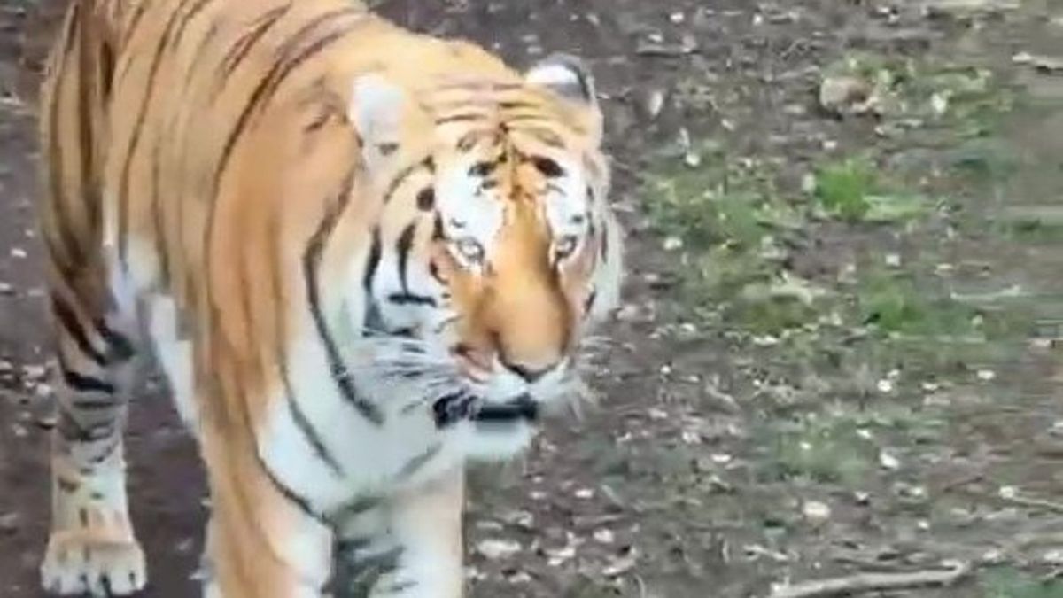 Altai the tiger will not be euthanised after fatal Yorkshire Wildlife Park attack