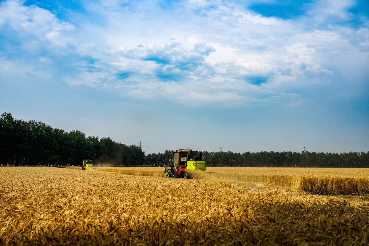 Could El Niño Trigger a Global Food Crisis by 2027?