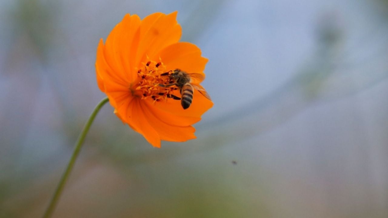 CDMX prohíbe destruir enjambres de abejas sin evaluación oficial