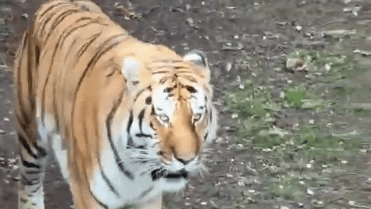 Yorkshire Wildlife Park says tiger Altai will not be euthanised after fatal attack