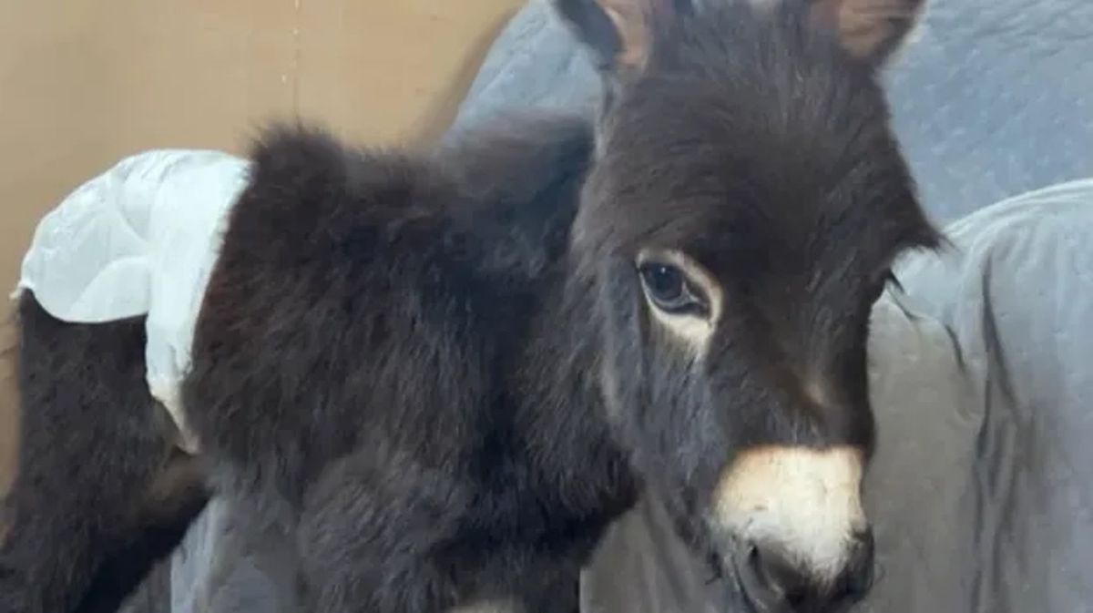 Outrage Erupts After Officer Shoots Beloved Baby Donkey HeeHaw