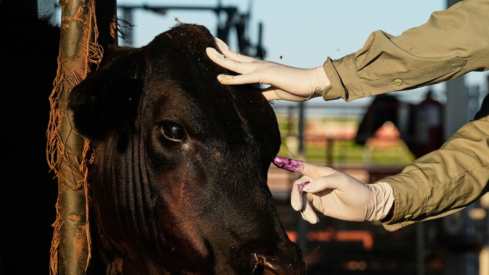 How Mexico's Cattle Return to the US After a Yearlong Ban