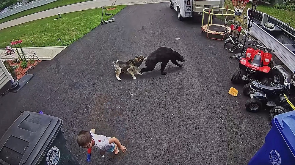 Heroic Husky Saves Boy from Charging Bear in Dramatic Encounter