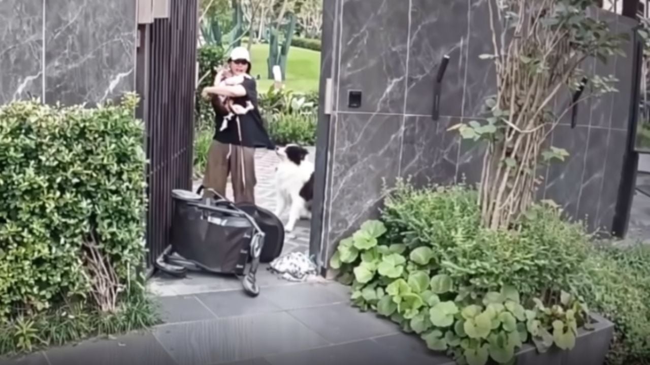 Mamá causa revuelo al salvar a su perro antes que a su bebé