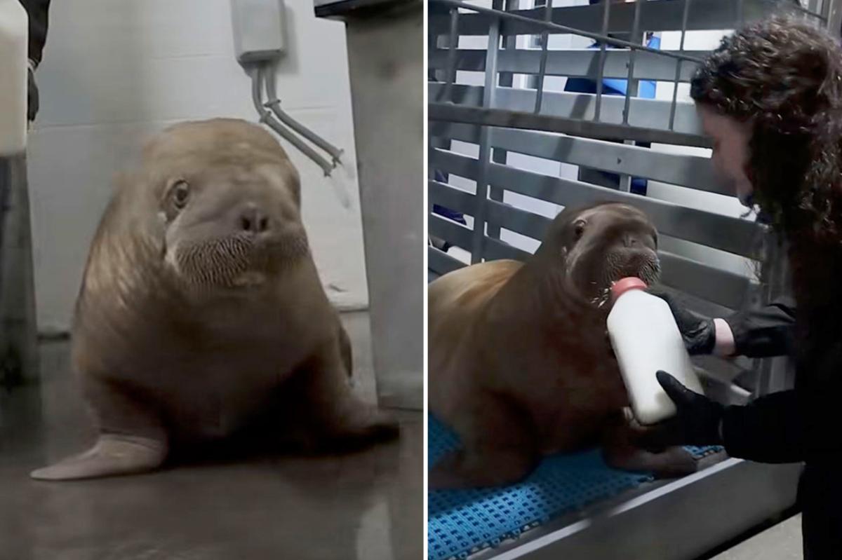 Orphaned Walrus Calf Travels 4,000 Miles to New Home at SeaWorld Orlando