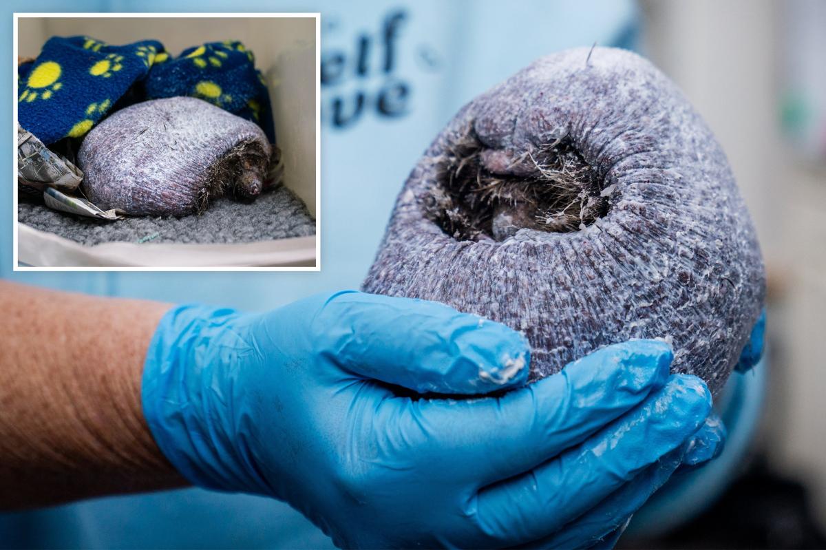 Bald Hedgehog Ollie Becomes Fundraising Star After Losing Prickles to Infection