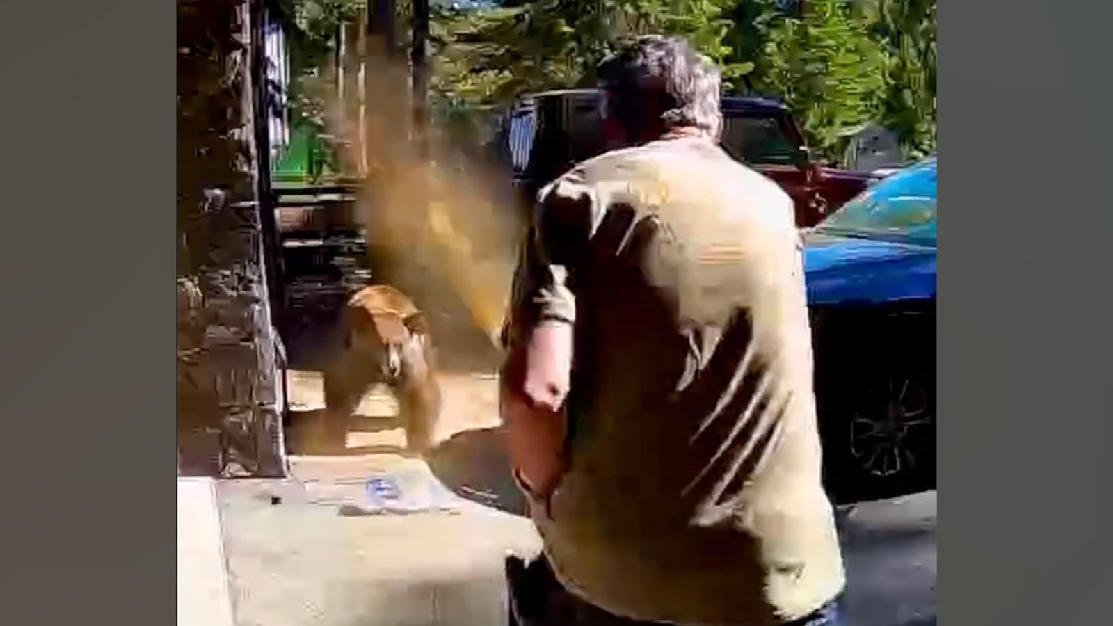 Why Bear Attacks in Colorado Are Surging This Year