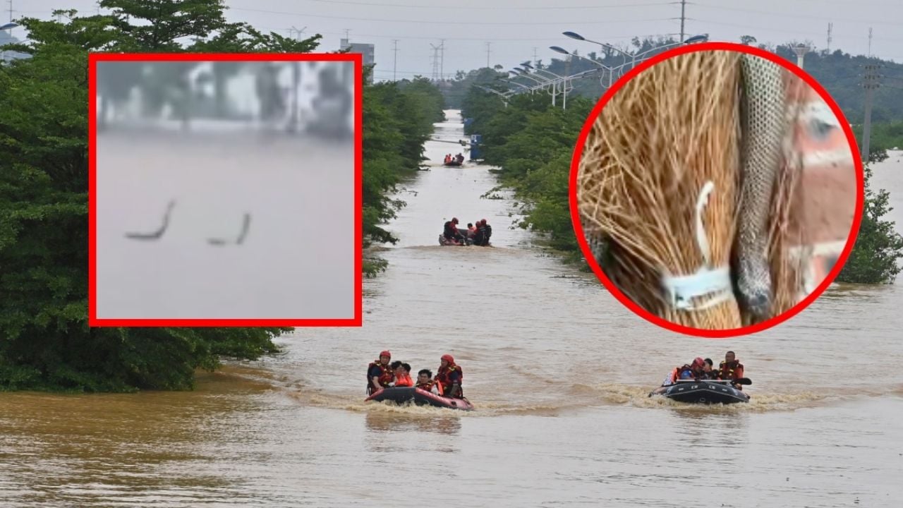 Más de 1000 serpientes venenosas sueltas tras inundaciones en China