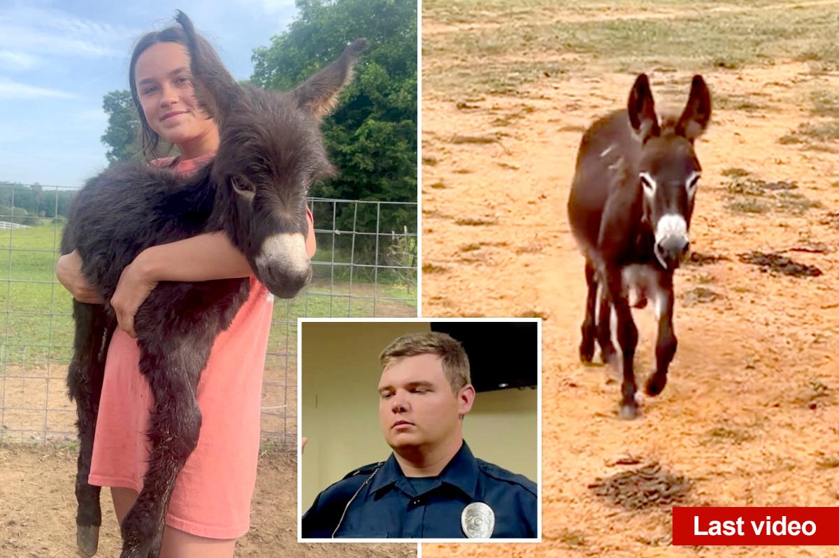 Georgia Cop's Shocking Decision: Why He Killed Baby Donkey HeeHaw