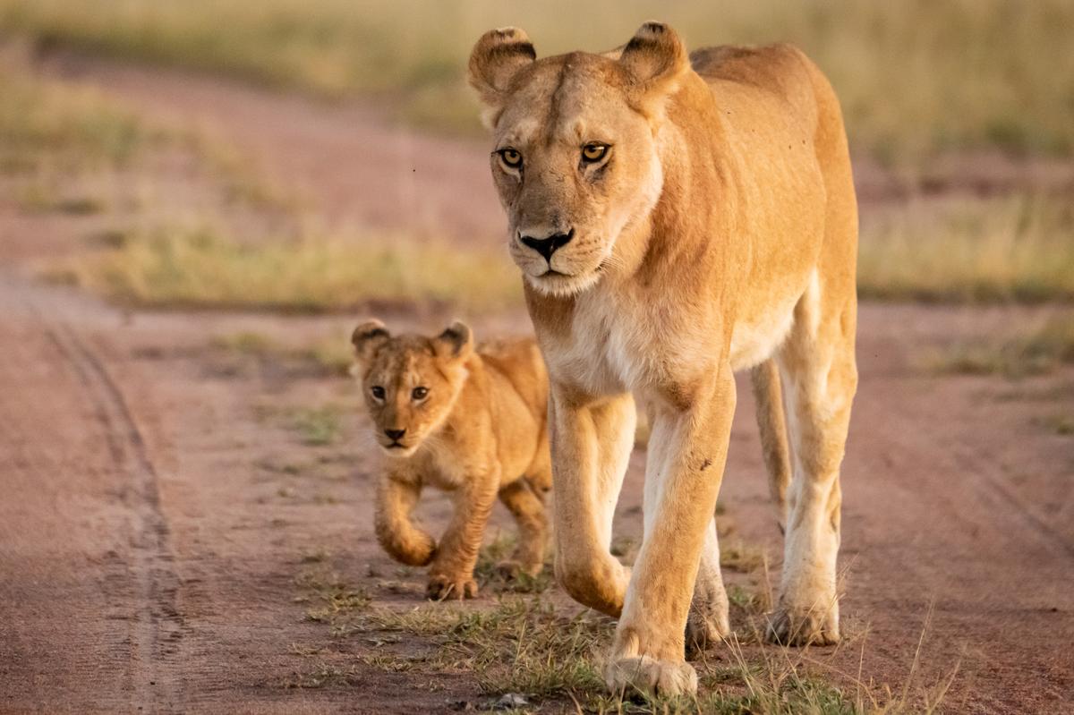 Mystery in Indiana: Are These Lions Really Roaming Free?