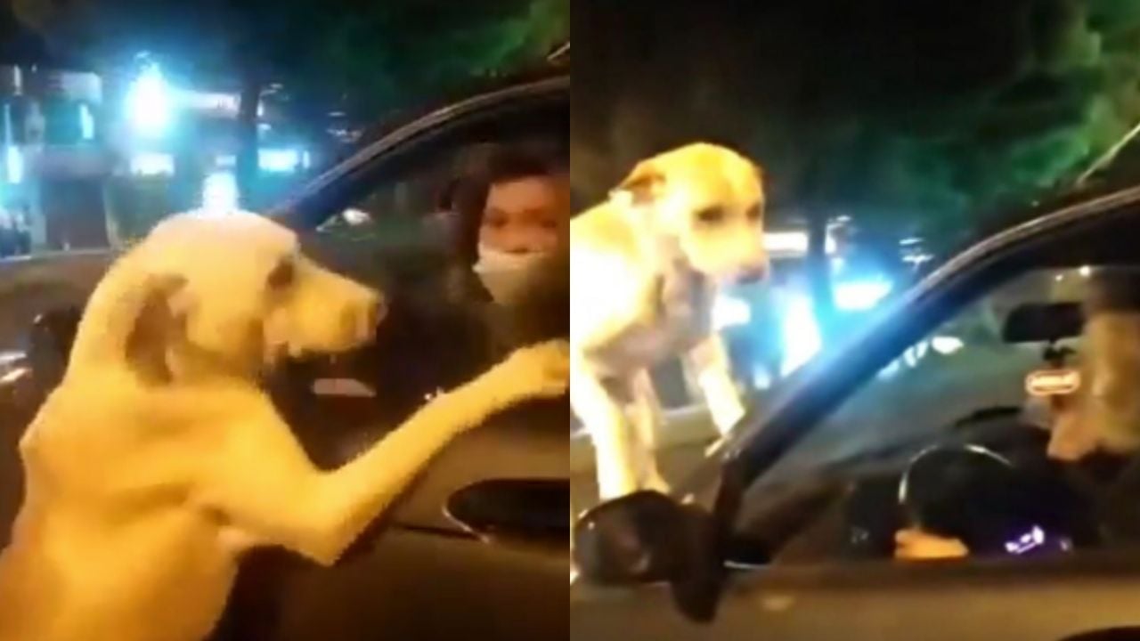 Dueña de perro en el ojo del huracán tras presunto abandono