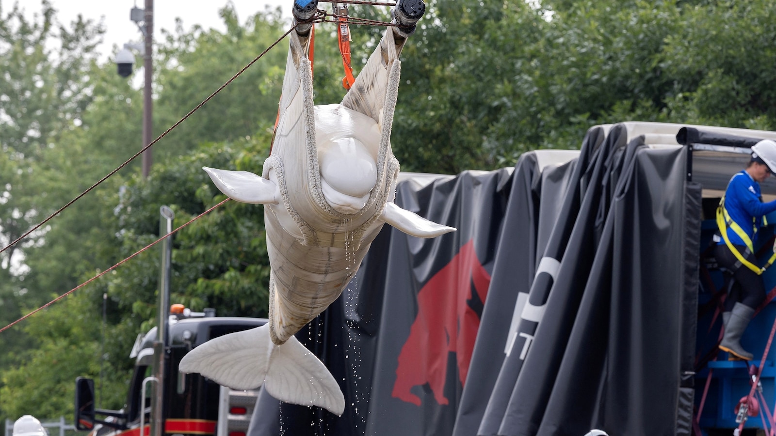 Why the Marineland Beluga Relocation is Capturing Global Attention