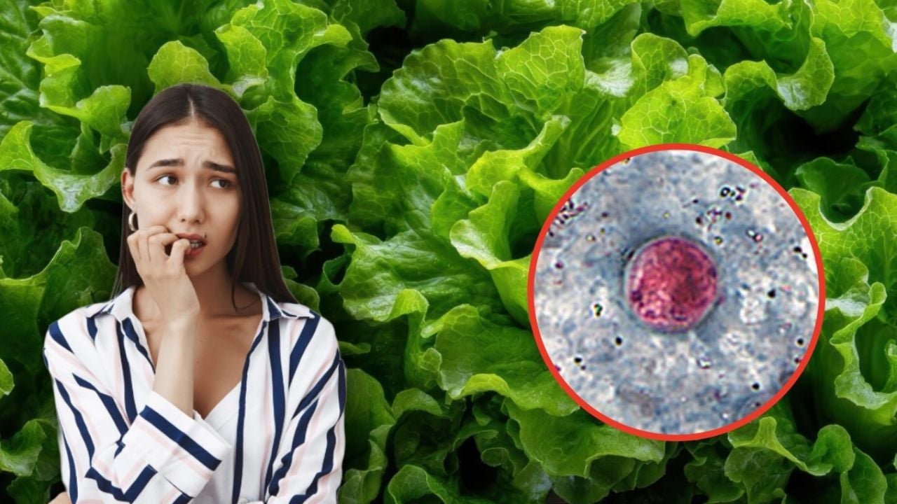 La lechuga de una famosa marca retirada tras brote de Cyclospora