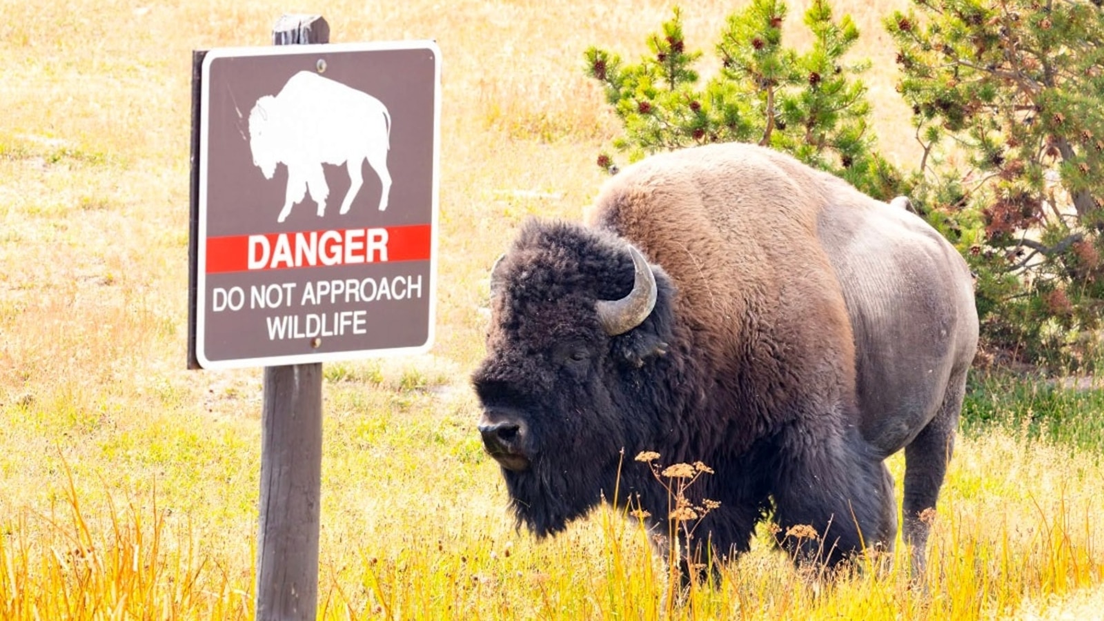 12-Year-Old's Encounter with Bison at Yellowstone Sparks Concern