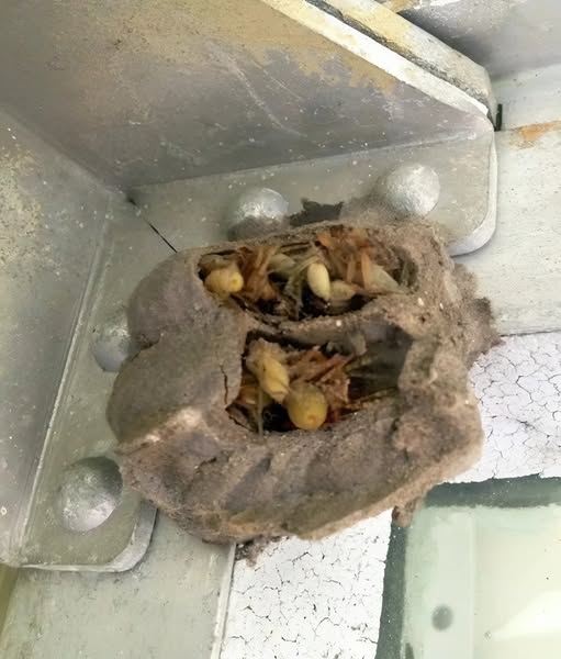 I Went to the Garage to Get a Toolbox and Discovered Something Surprising