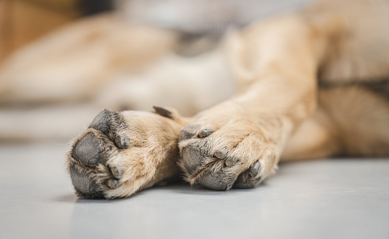 Kent Couple's Arrest Over Dog Poop Dispute Takes Surprising Turn