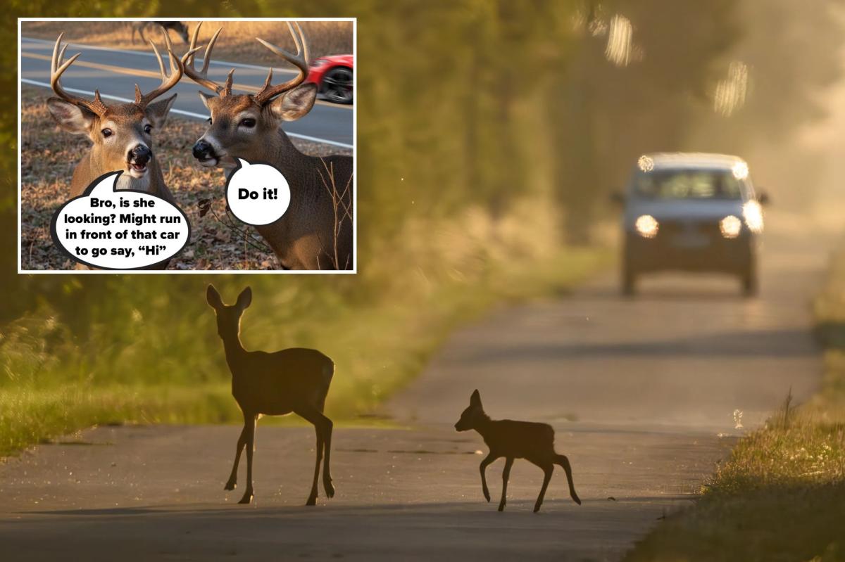 New York’s deer mating season brings 40% of annual crashes in three months