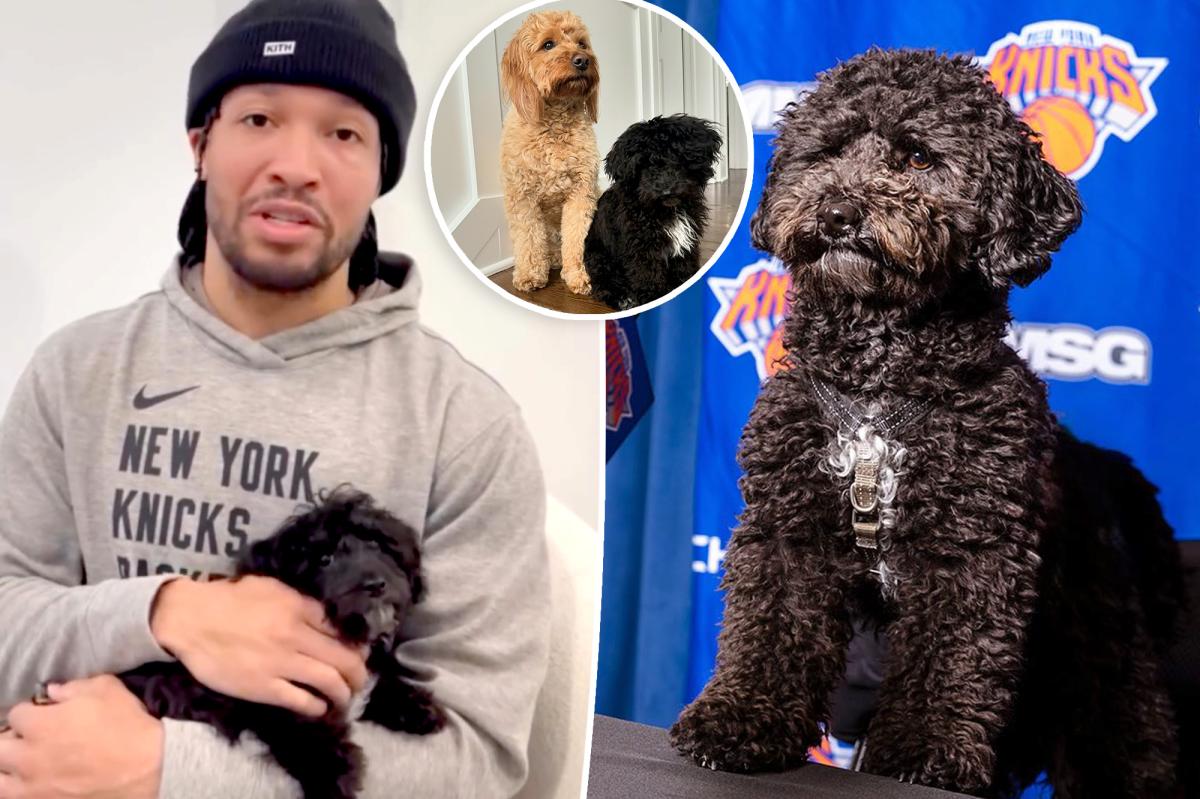 Jalen Brunson's Heartwarming Adoption Story: The Dog That Stole His Heart
