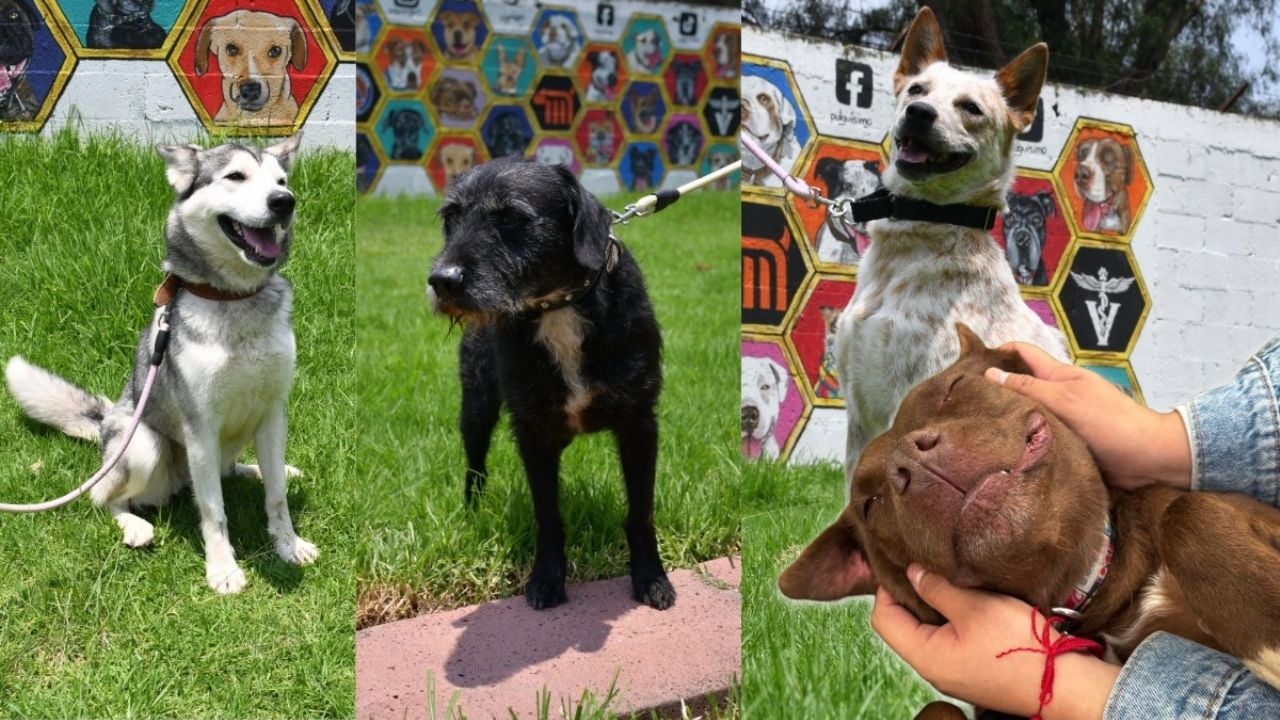 Metro organiza emocionante jornada de adopción animal en Azcapotzalco