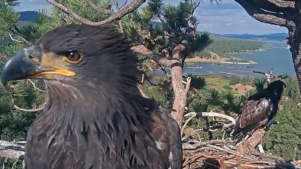 Why Jackie's Condition is Worrying Fans of the Viral Eagle Duo