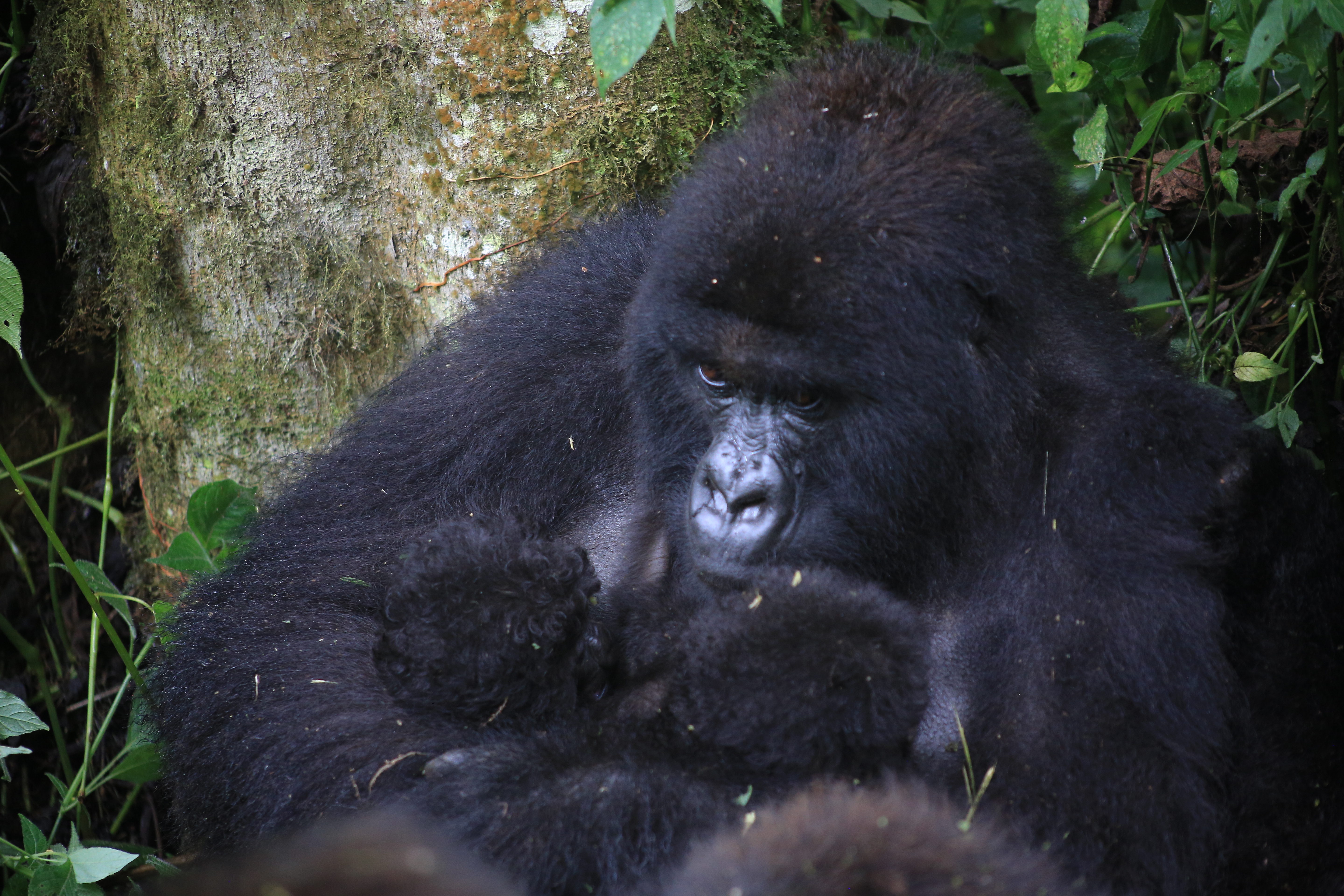 Double Gorilla Twin Birth Stuns Virunga National Park!