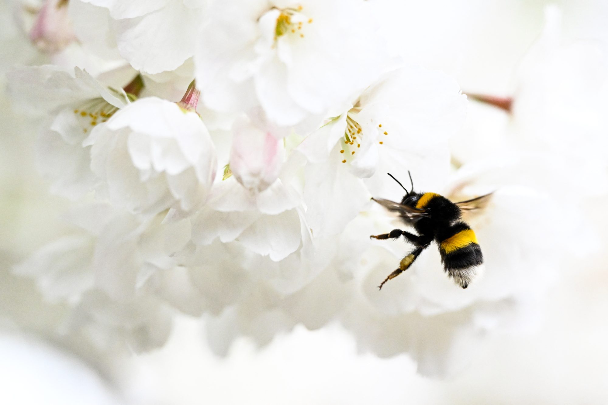 Transform Your Garden: Discover Plants That Repel Pests and Mosquitoes!