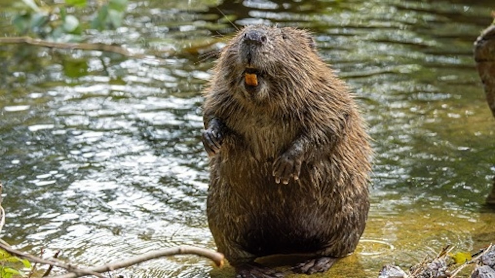 Rabid Beavers Cause Panic and Closure at Popular Maryland Park