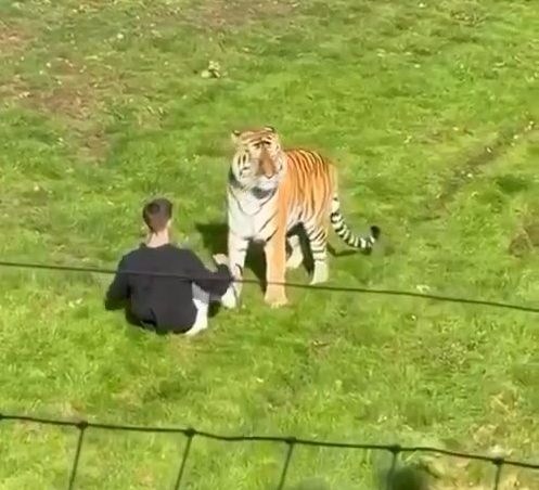 Video appears to capture man requesting tiger photos before fatal enclosure attack