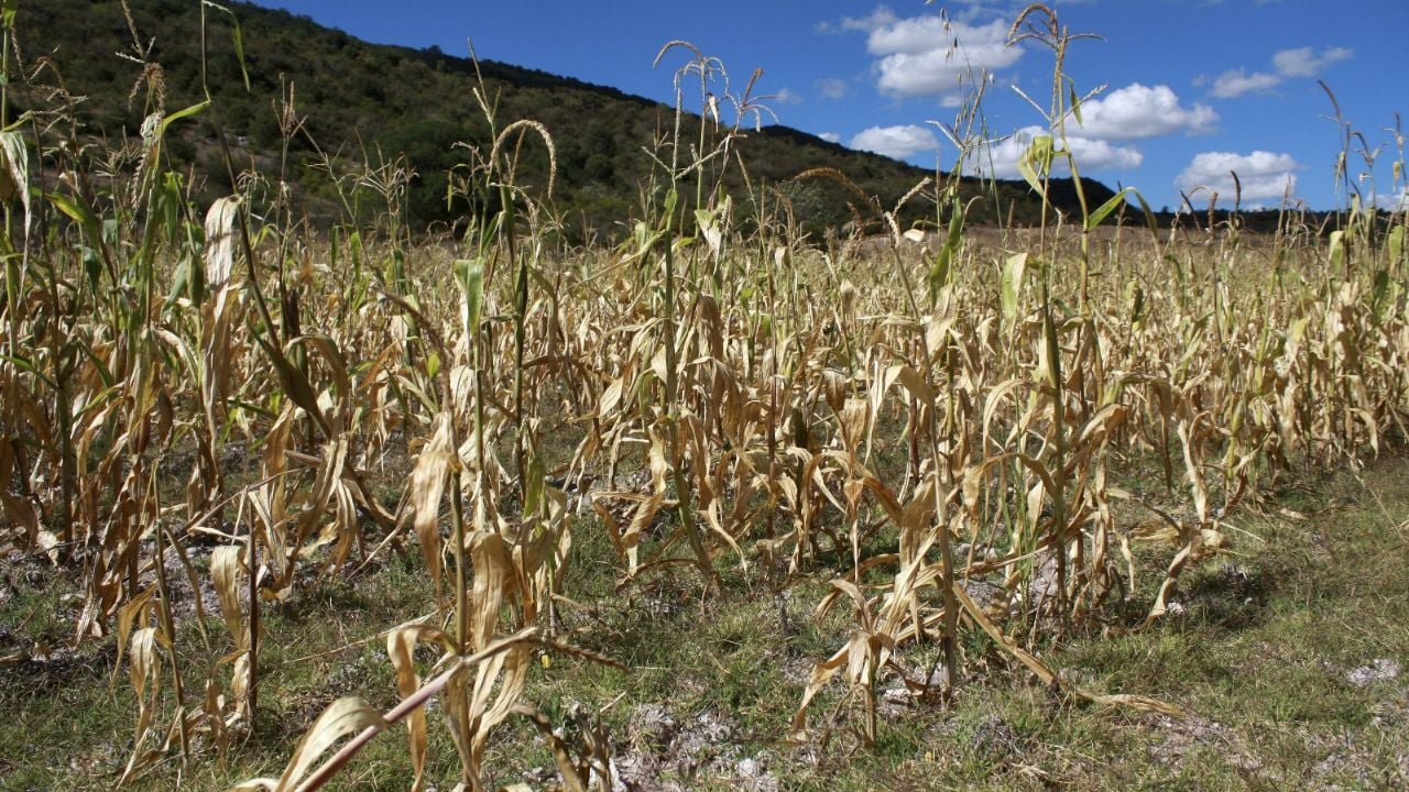 El Niño pone a México en alerta: ¿qué esperar en el 2027?