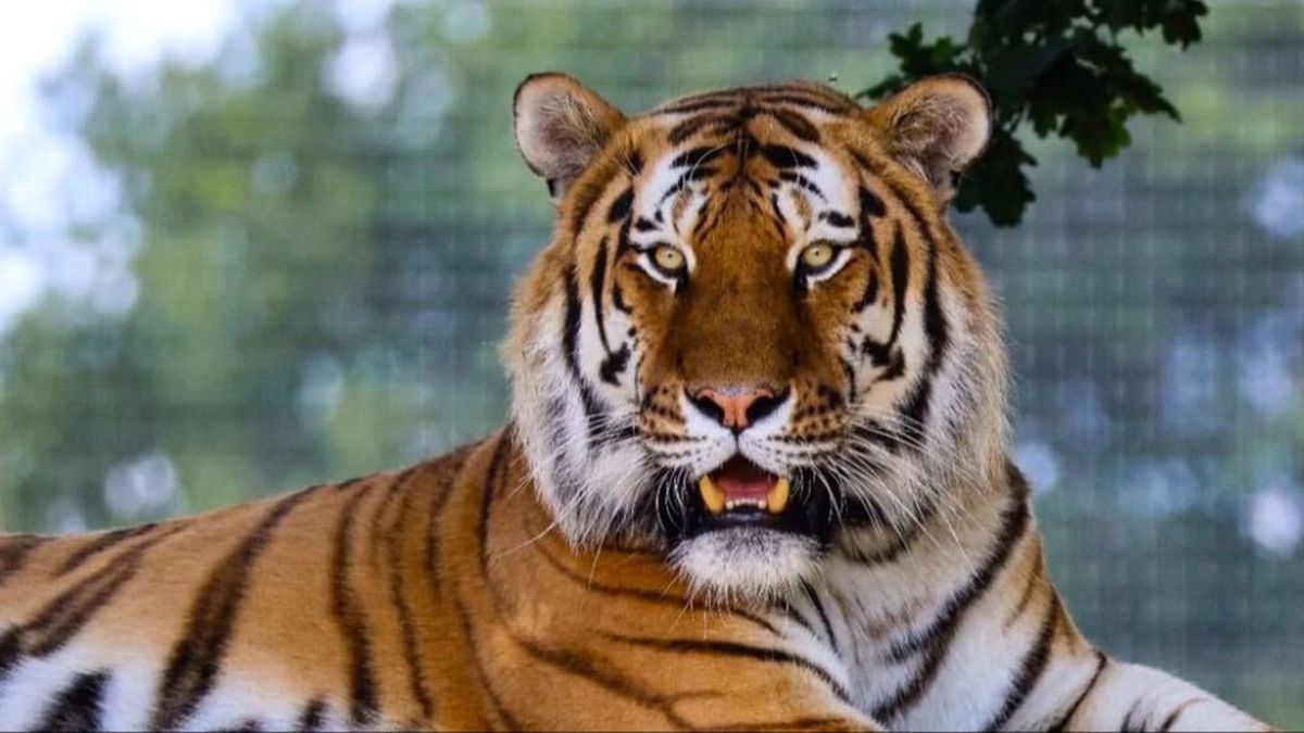 Woman tried to stop man entering tiger enclosure before fatal attack