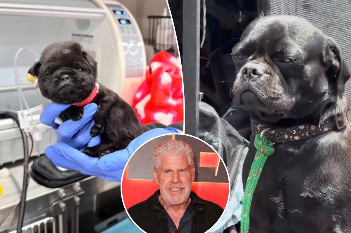 Hollywood Stars Demand Action as Skid Row Dogs Face Heartbreaking Abuse