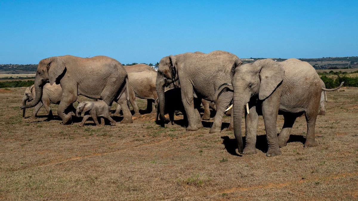 Elephants Deliver Justice: Poacher Meets Tragic Fate in Kruger National Park