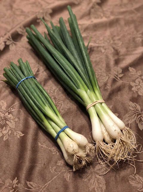 Understanding the Differences Between Scallions, Green Onions, Spring Onions, and Chives Made Easy