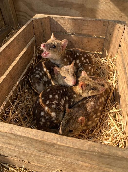 Rare Species Makes a Comeback: Birth of Baby Quolls Sparks Ecological Optimism