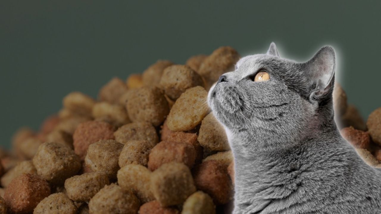 Alerta: Retiran alimento para mascotas de Steve’s Real Food por riesgo de salud