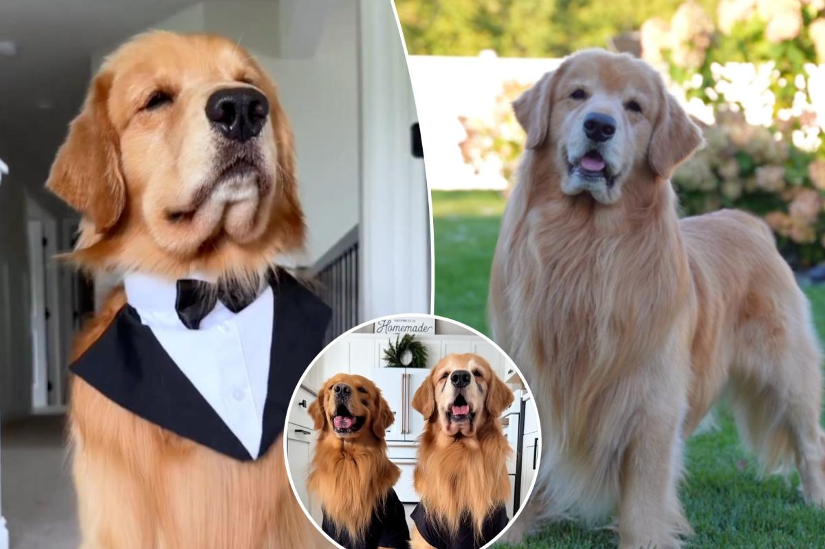 Tucker Budzyn's Heartbreaking Farewell: Internet Mourns Beloved Golden Retriever