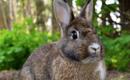 Experts have issued a warning after infected rabbits, described as 'Frankenstein' with 'tentacles', were sighted in the US.