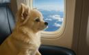Traveling with pets has become more convenient: Cats and dogs are now allowed to fly in the cabin with their owners.