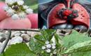 Discover the 15 health benefits of Billygoat grass (Ageratum conyzoides) and its amazing healing properties.