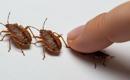 Complete Guide on How to Combat Bed Bugs Using Natural and Chemical Solutions