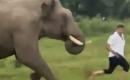 Man trampled by wild elephant while attempting to take a selfie with it.